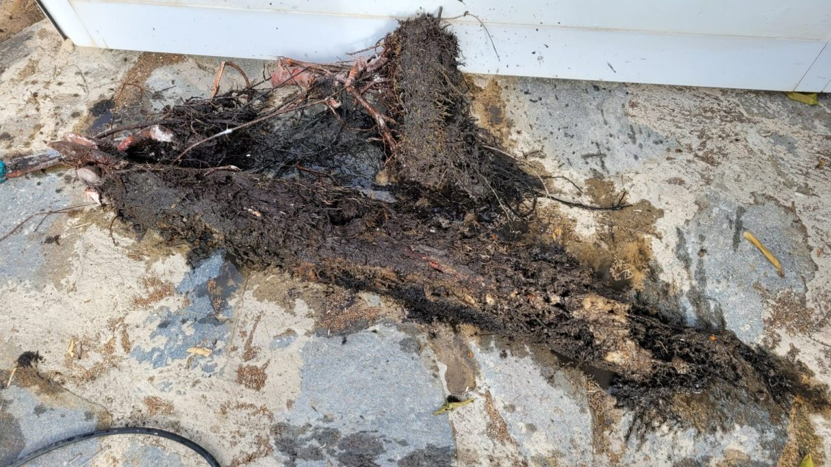 Ablagerungen und Wurzeln setzen ihren Kanal zu